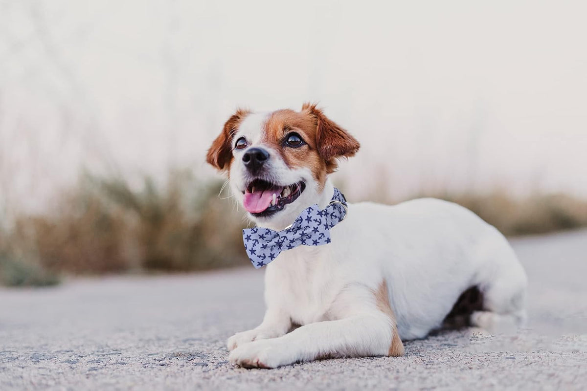Lionet Paws Dog Collar with Bowtie, Summer Bowtie Collar for Dog,Adjustable Comfortable Dog Collar Gift for Puppy Small Medium Large Dog
