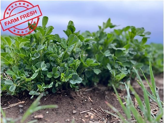 Bunny Honey Organic Alfalfa Hay for Guinea Pigs 12 lb Dim wt/5 lb High-Protein & Calcium, Supports Growth & Dental Health, Fresh & Nutritious