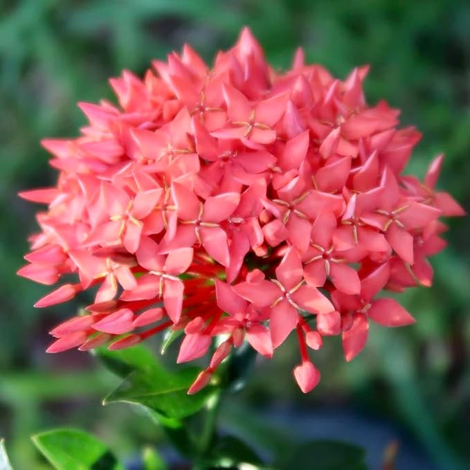 Gardenera Ixora Plant Potting Mix - Unlock Robust Growth and Stunning Flowers with Our High-Performance Formula - 20 Quart
