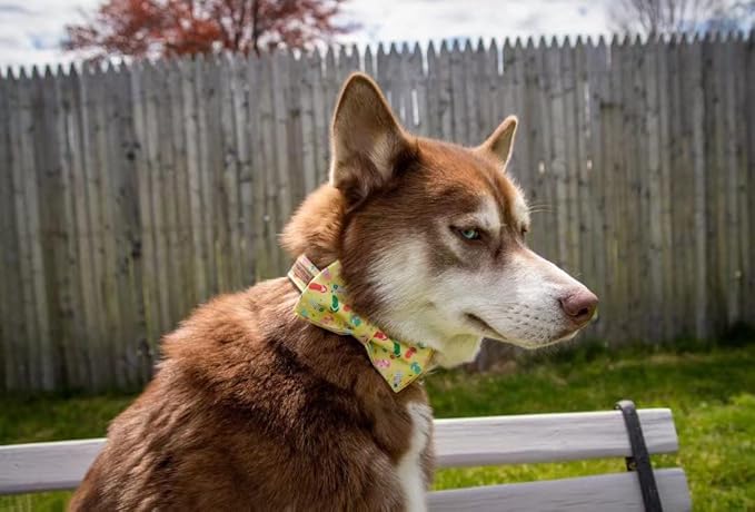 Elegant Little Tail Bowtie Dog Collar for Small to Large Dogs