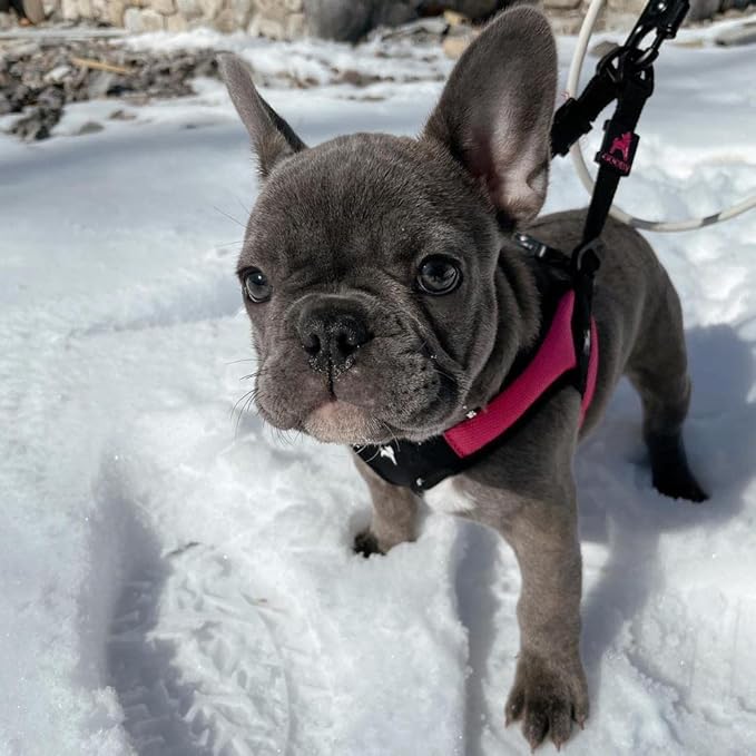 Gooby Hot Pink Small Dog Harness, Easy Fit No Pull with Quick Release Buckle, Machine Washable, Escape Free, Sporty Style