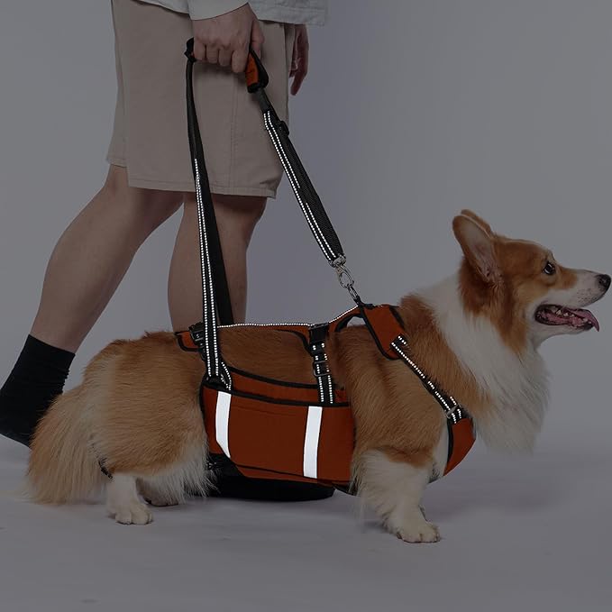 COODEO Mobility Dog Lift Harness, Emergency Carry Sling, Pet Rear Leg Support Rehabilitation Lifts Vest, Dog Carrier for Senior Dogs Joint Injuries, Arthritis (Orange, M)