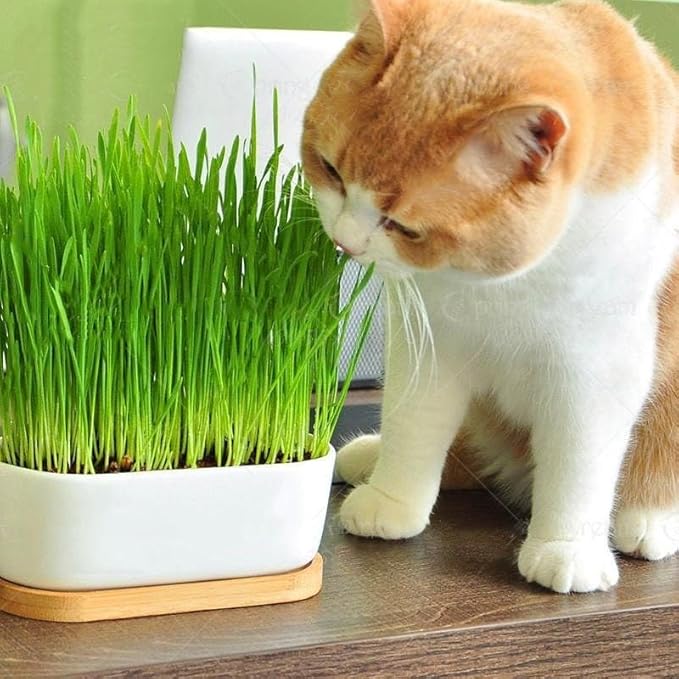 Gardenera Premium Cat Grass Potting Mix - Provide Your Feline Friend with a Natural and Nutritious Snack - 1 Quart