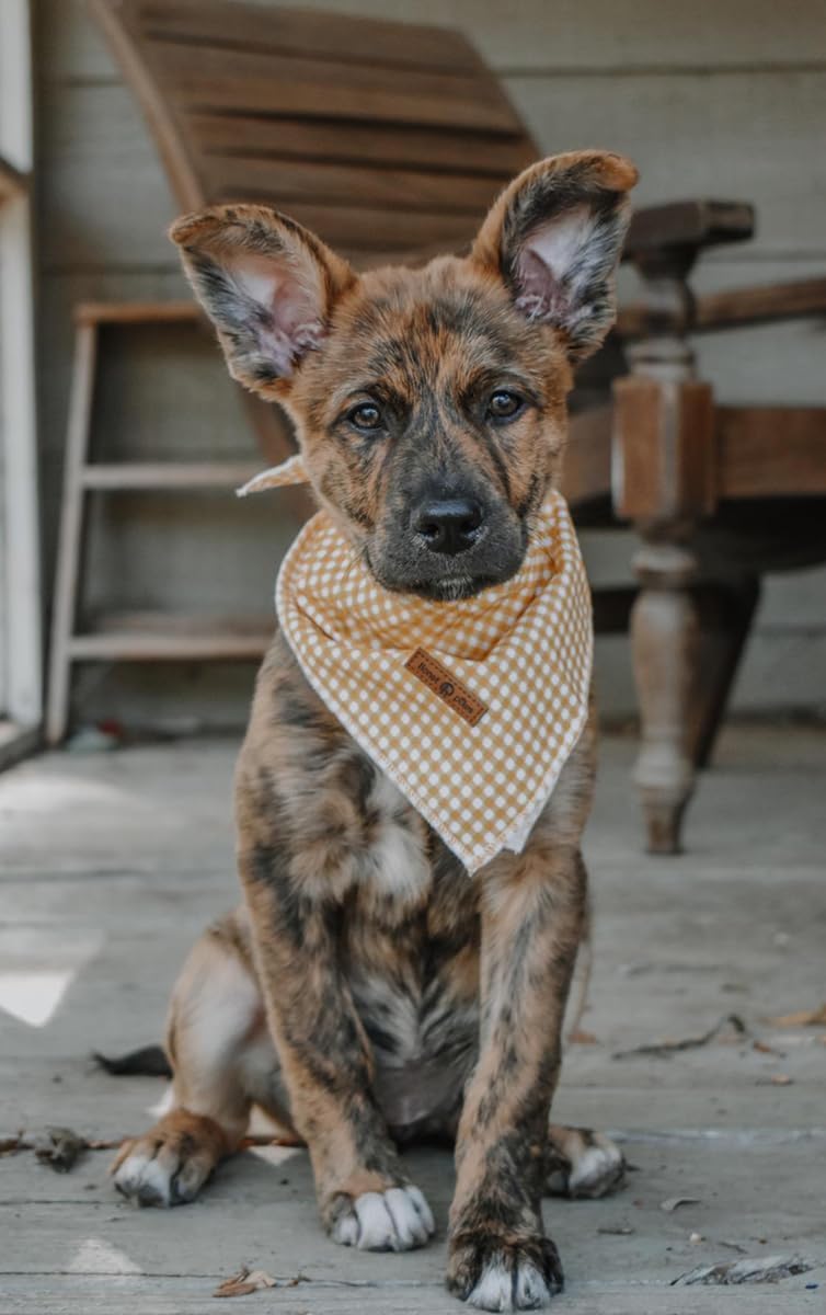 Lionet Paws Dog Bandana for Small Medium Large Dogs, Cat Dogs Kerchief Triangle Bibs Scarf for Girl or Boy