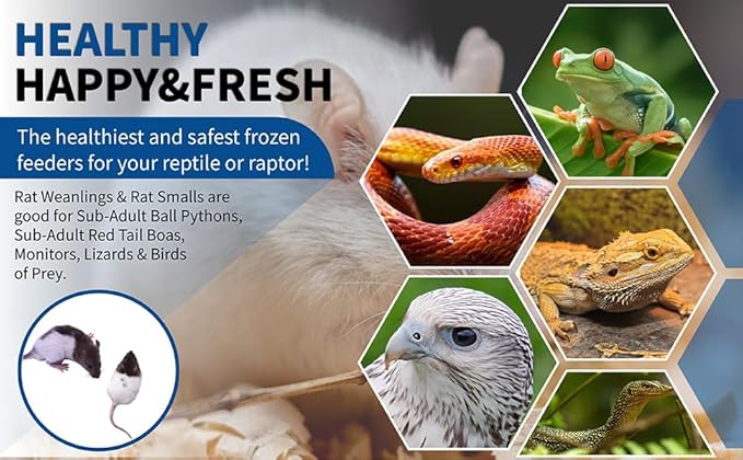 MiceDirect EST. 2003 50 Frozen Rat Combo Pack 25 Rat Weanlings and 25 Rat Small Feeders Snake Food for Juvenile Ball Pythons and Monitors (3.5-6 in)(1875 Grams Min)