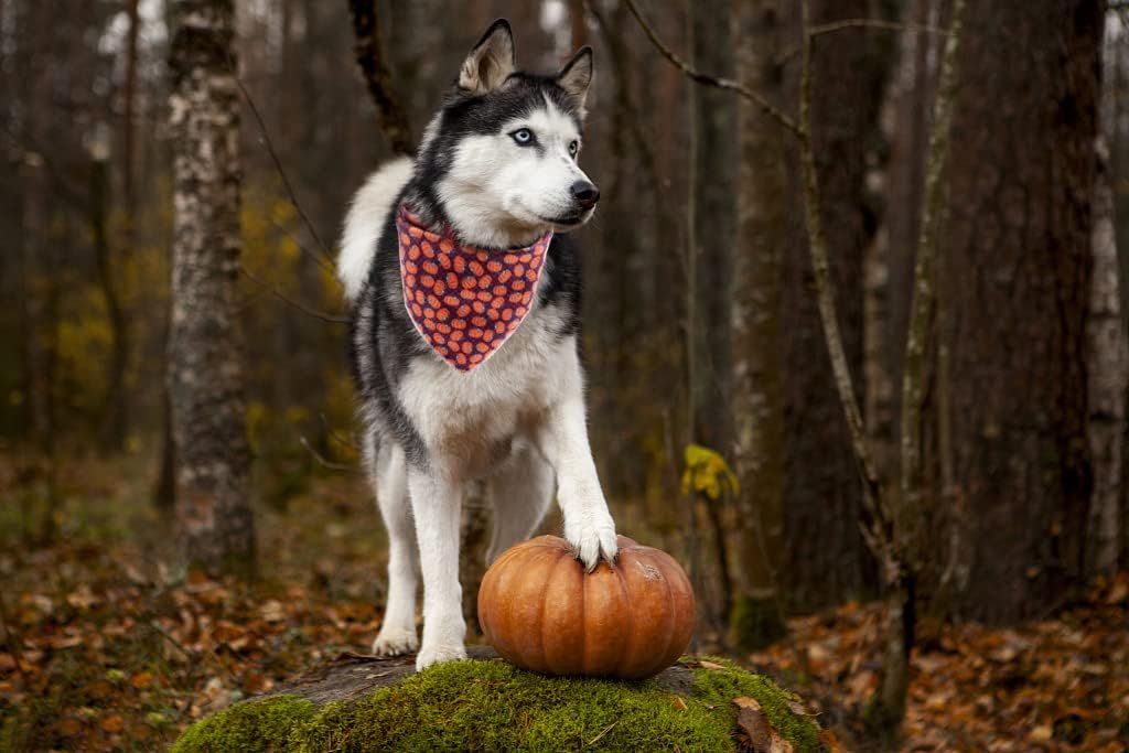 Lionet Paws Halloween Dog Bandana for Small Medium Large Dogs, Cat Dogs Kerchief Triangle Bibs Scarf Pumpkin for Girl or Boy