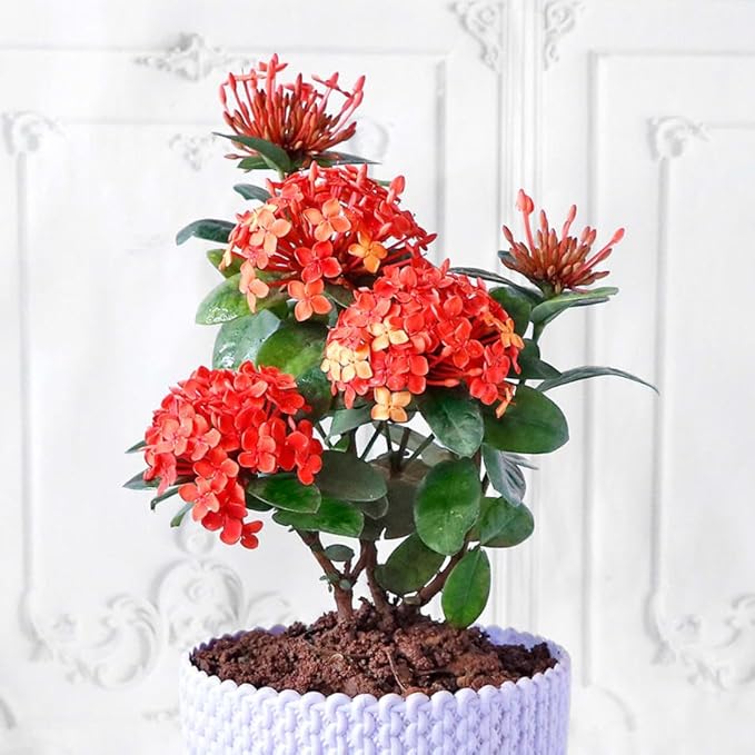 Gardenera Premium Ixora Plant Potting Mix - Crafted for Vibrant Growth and Profusion of Blossoms - 1 Quart