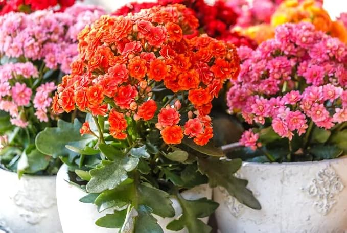 Gardenera Kalanchoe Plant Premium Potting Mix - Maintain Ideal Air and Moisture Balance for Success - 3 Quart