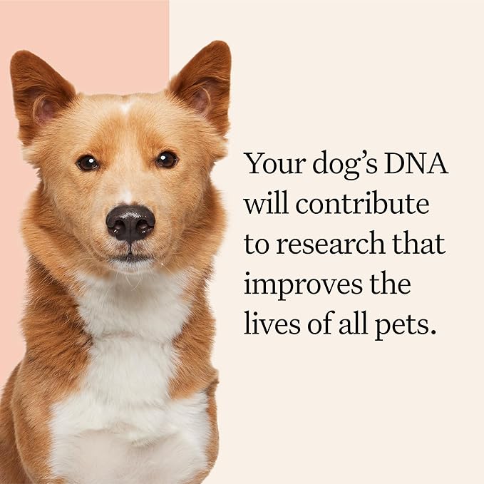 Wisdom Panel Premium Dog DNA Kit: Most Comprehensive with 265+ Health Tests, Identify 365+ Dog Breeds, 50+ Traits, Relatives, Ancestry, Genetic Diversity - Pack of 1