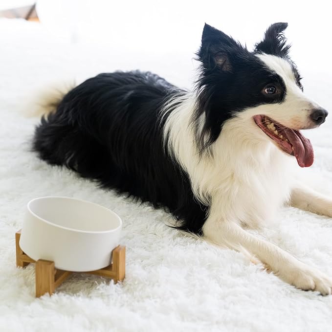 SPUNKYJUNKY 15° Slanted Ceramic Dog and Cat Bowl with Wooden Stand, Tilted Bulldog Food and Water Bowl No Slip Non-Spill for Cats Medium Dogs Big Face Pets 28.7 OZ (3.6 Cups, White)