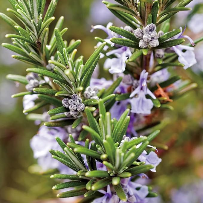 Aromatics International Rosemary Hydrosol 100ml | Herbal Aromatic Mist for Home Spaces
