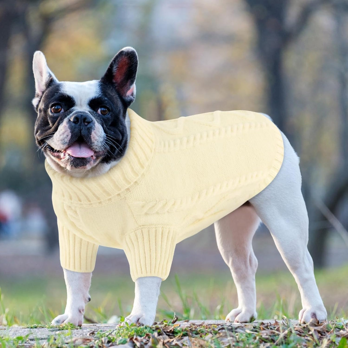 Queenmore Small Dog Pullover Sweater, Cold Weather Cable Knitwear, Classic Turtleneck Thick Warm Clothes for Chihuahua, Bulldog, Dachshund, Pug (White, Medium)