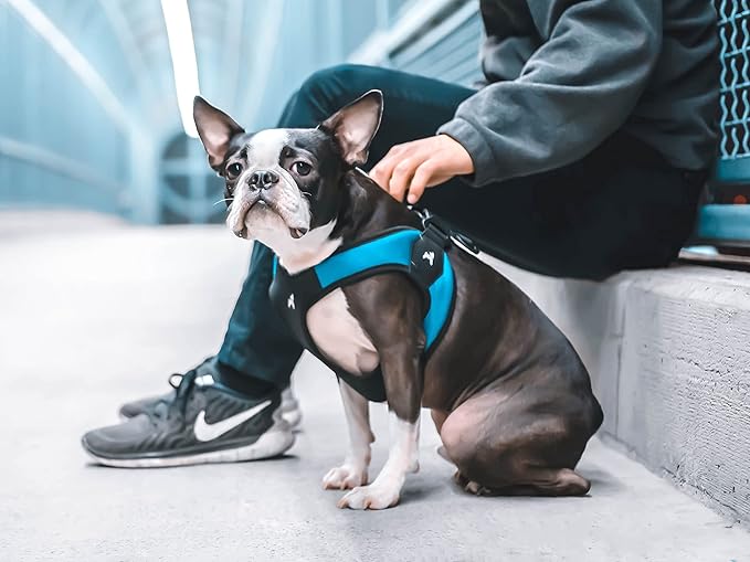 Gooby Escape Free Easy Fit Harness - Turquoise, Large - No Pull Step-in Patented Small Dog Harness with Quick Release Buckle - Perfect On The Go No Pull Harness for Small Dogs or Medium Dog Harness