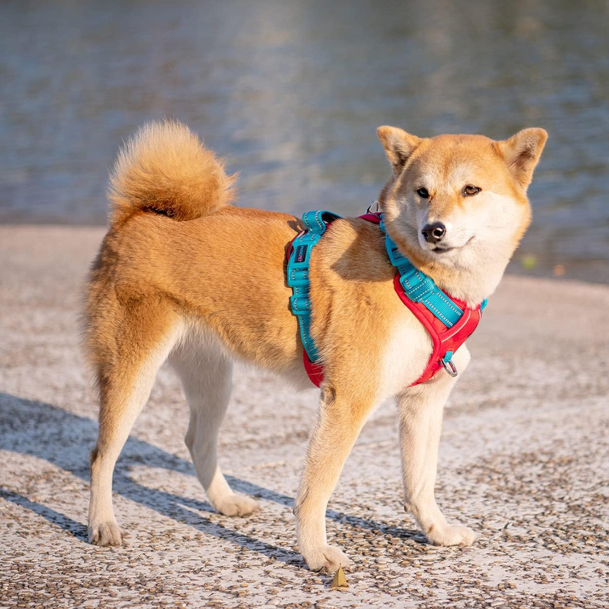 PHOEPET No Pull Dog Harness, Unique Colors Reflective Adjustable Dog Vest, with Soft Training Handle Metal Clips for Small Medium Large Dogs (Red Base & Teal Straps,S)