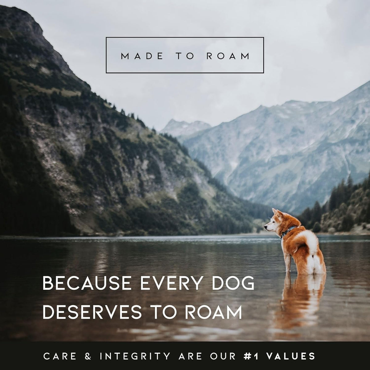 MADE TO ROAM Premium Explorer Harness - Y-Shaped Dog Harness with Adjustable Durable Nylon, Soft Padding, Metal Buckles and Leather Handle for Small, Medium, Large Dogs (California Horizon, Size 6)