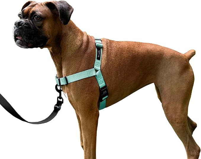 ShawnCo Dream Walk No-Pull Dog Harness- Adjustable, Comfortable, Easy to Use Pet Halter to Help Stop Pulling for Small, Medium and Large Dogs (Seafoam, L)