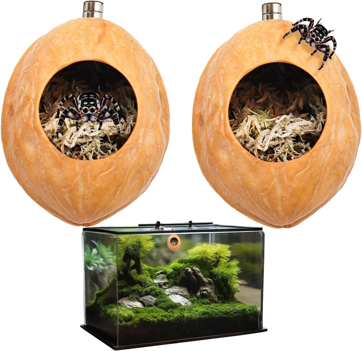 2 Pack Jumping Spider Enclosure Accessories with Walnut Shell Moss and Magnet, Natural Material Jumping Spider Hide