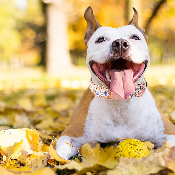 Unique style paws Dog Collar Metal Buckle Collar for Autumn Winter Christmas for Small Medium Large Boys Girls Dogs