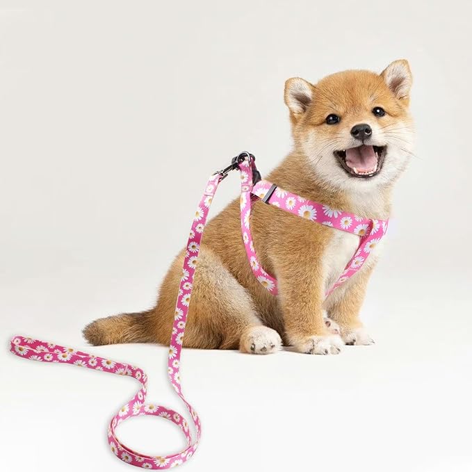 QQPETS Dog Harness Leash Set Adjustable Heavy Duty No Pull Halter Harnesses for Small Medium Large Breed Dogs Back Clip Anti-Twist Perfect for Walking (XS(12"-18" Chest Girth), Daisy)