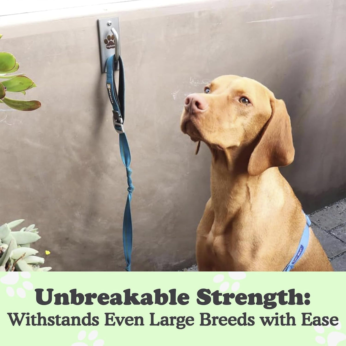Canine Hitch- Secure Dog Leash Parking Mounted Indoor – Outdoor Wall Hook - Tie Out Stainless Steel Practical Lead Management for Home & Business, Standard Size 2 Pack