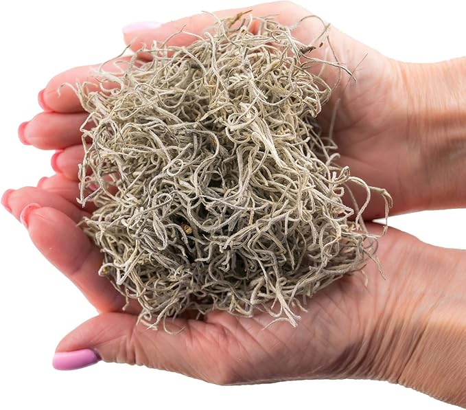 Premium Natural Spanish Moss | Natural Preserved - Great Ground Cover - Filler for Potted Plants - by GARDENERA - 5 Quart Bag