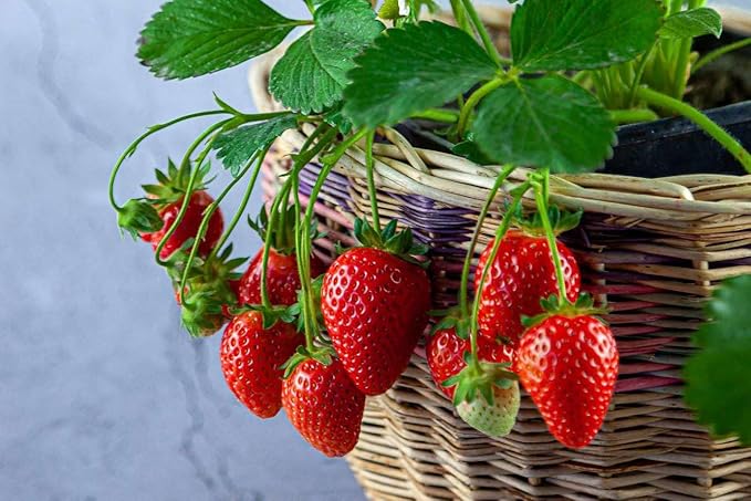 Gardenera Strawberry Premium Potting Soil Mix - Ideal Blend for Growing Robust and Flavorful Strawberries - 2 Quart
