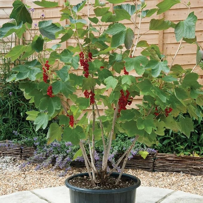 Gardenera Premium Currant Plant Potting Soil Mix - Optimal Nutrient-Rich Blend for Thriving and Juicy Currants - 2 Quart