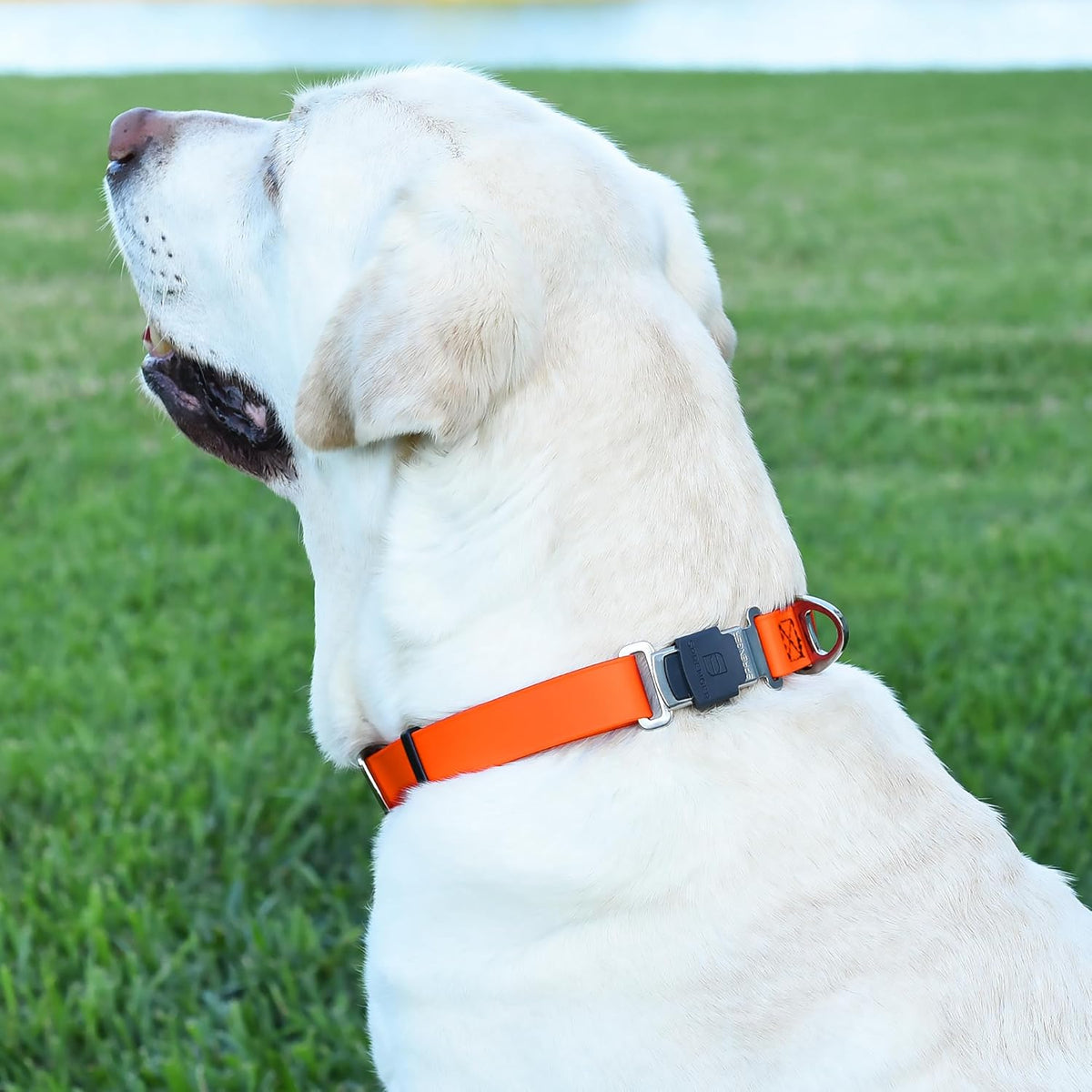 Dogline Biothane Waterproof Dog Collar with Herm Sprenger Black Stainless Steel Quick Release Buckle – Heavy Duty Tactical Durable Collar for Dogs – Comfortable and Safe Pet Collar, W 3/4" L 12-19"