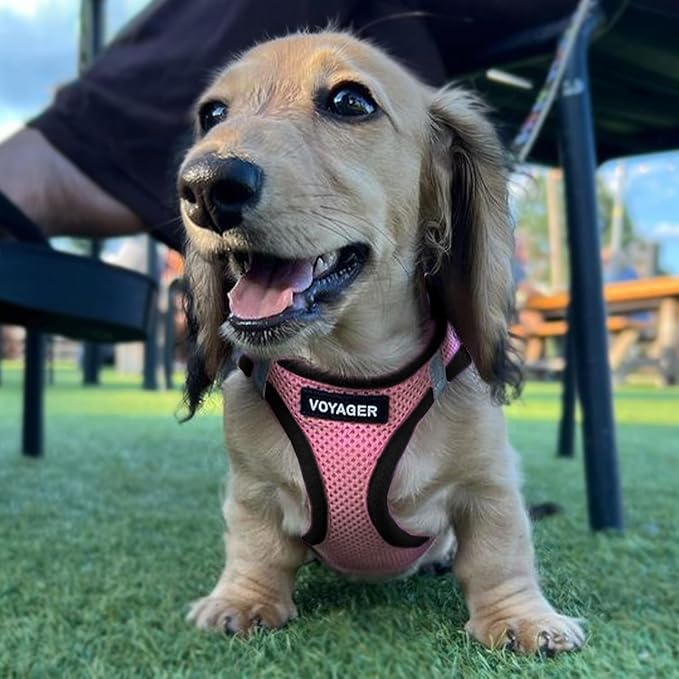 Best Pet Supplies Voyager Step-in Air Harness - All Weather Mesh, Reflective, No Pull Harness for Dogs, Cats - Secure with Hook & Loop Fastener, Buckle, Double D-Rings - Pink/Black Trim, S