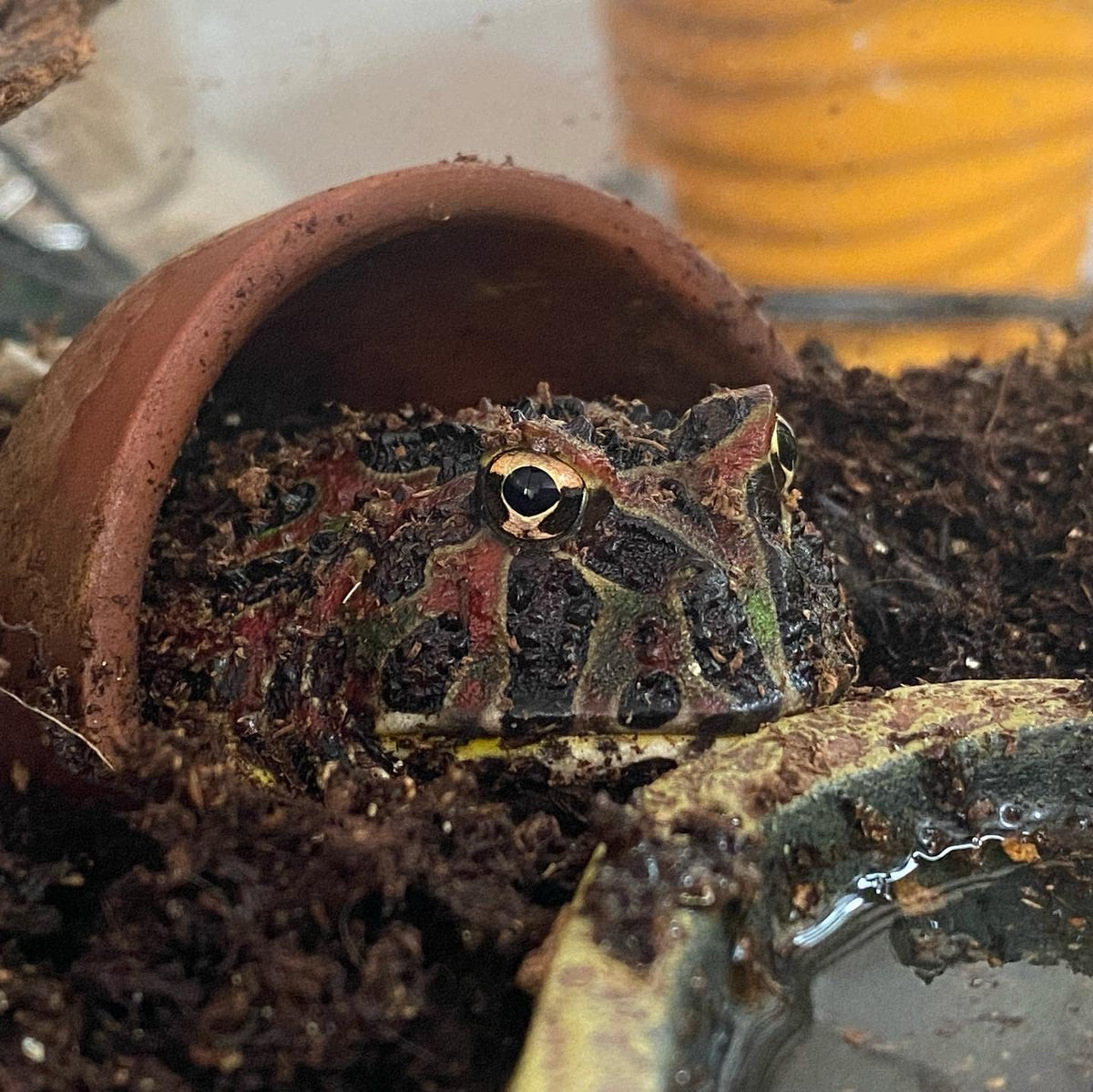 Josh's Frogs Coco Cradle (150 Liters)