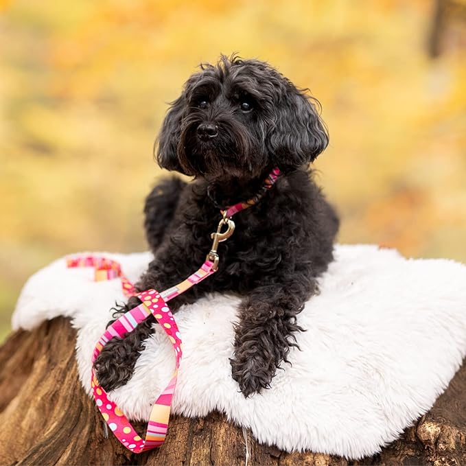 Lucky Love Dog - Easy Click Buckle Dog Collar with Leash Set Combo, Durable & Comfortable for Male & Female Dogs, Pet Collar for Small Dogs, Secure Fit - Molly Combo, Extra Small