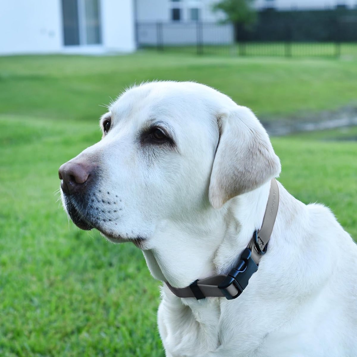 Dogline Biothane Waterproof Dog Collar with Quick Release Buckle Strong Coated Nylon Webbing with Odor- Proof for Easy Care Easy to Clean Fits Small Medium Large Dogs, Grey 3/4" W 12-19" L