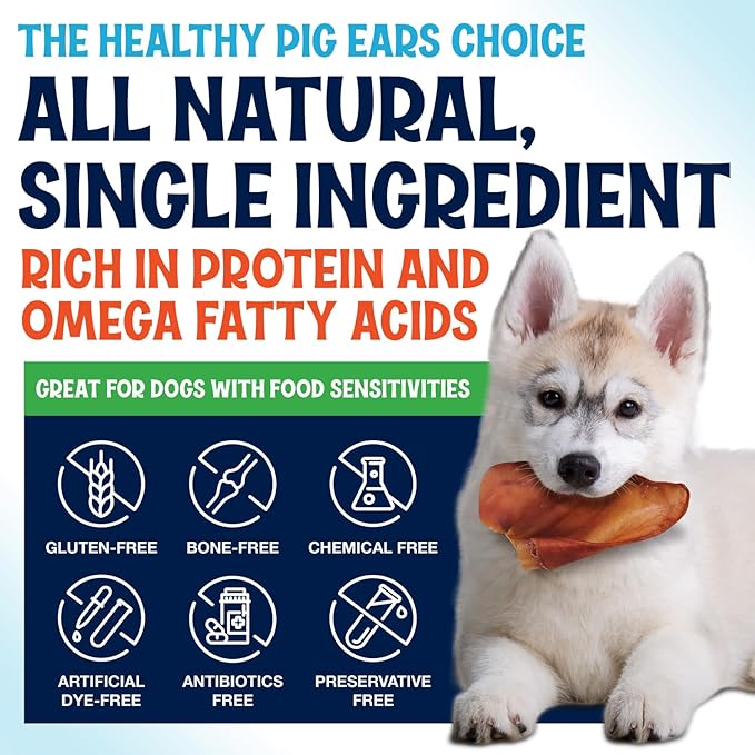 Whole Pig Ears for Dogs Large - 50 Pack Long Lasting Dog Chews – One Ingredient Delicious All Natural Flavor – Easy to Digest Dog Treats for Large Dogs - Great for Teeth and Gums