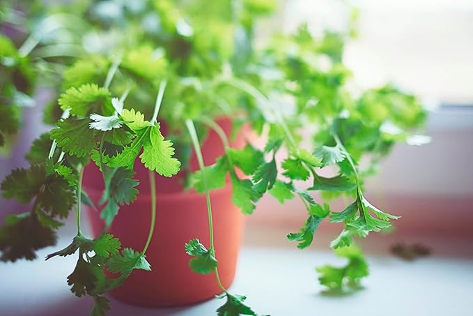 Gardenera Premium Cilantro Plant Potting Mix - Crafted for Vigorous Cilantro Growth and Intense Flavor - 1 Quart