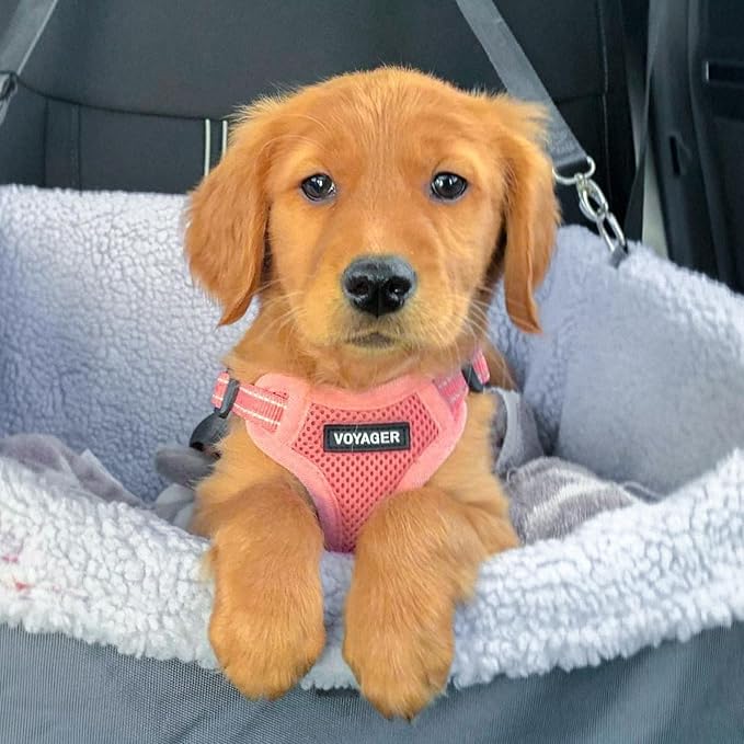 Best Pet Supplies Voyager Adjustable Step-in Flex Breathable Mesh Dog Harness for Small Medium Large Dogs Leash Set (Pink), S