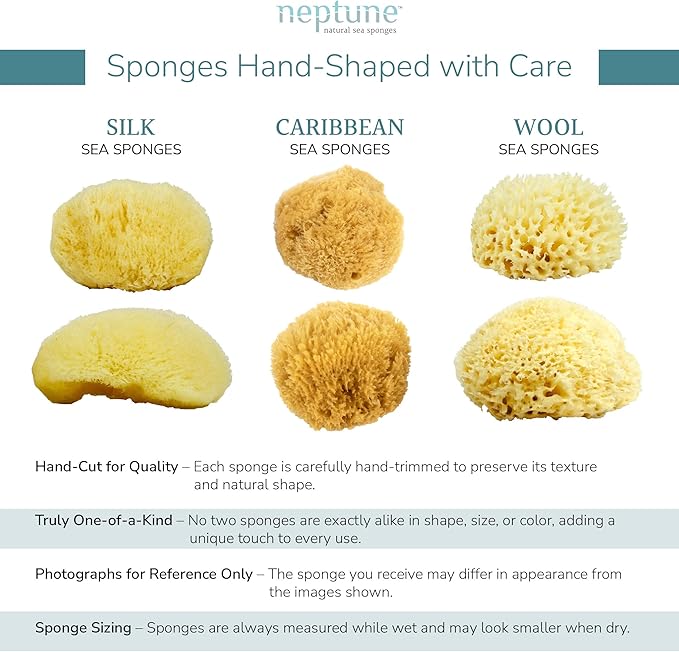 Neptune Caribbean Sea Sponge, Hand Cut, Medium, Approx. 5-6 inches