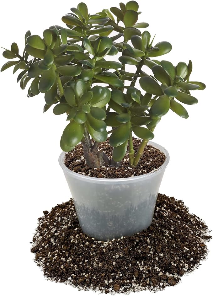 GARDENERA Premium Jade Plant Potting Soil Mix - (2 Quart Bag)