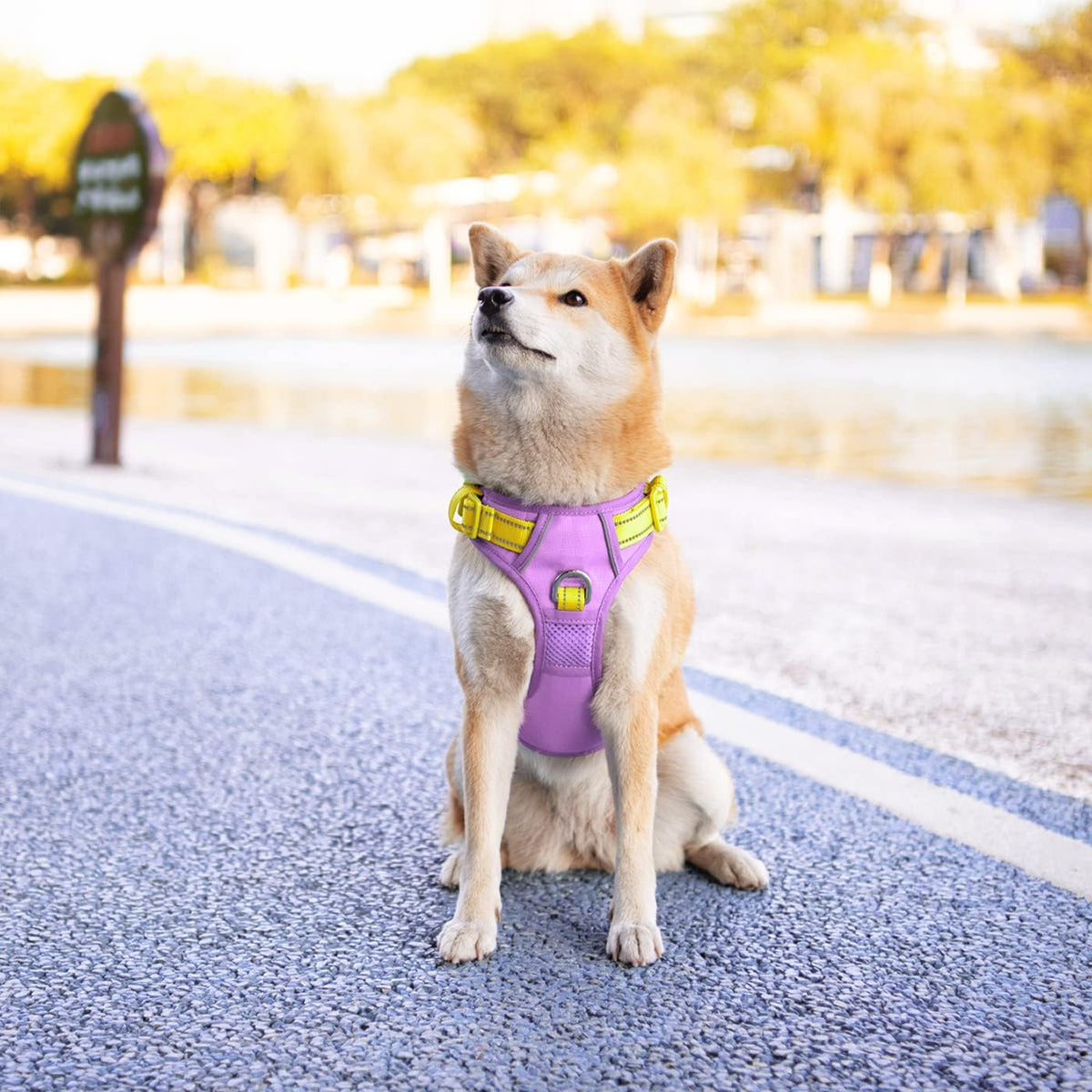 PHOEPET No Pull Dog Harness, Unique Colors Reflective Adjustable Dog Vest, with Soft Training Handle Metal Clips for Small Medium Large Dogs (Baby Purple Base & Yellow Straps,S)