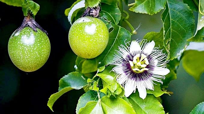 GARDENERA Premium Passion Fruit Potting Soil Mix - Perfect Balance of Nutrients, Drainage, and Aeration for Thriving Passion Fruit Vines - 2 Quart