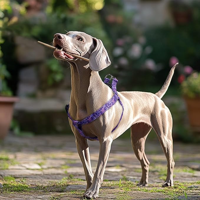 QQPETS Dog Harness Leash Set Adjustable Heavy Duty No Pull Halter Harnesses for Small Medium Large Breed Dogs Back Clip Anti-Twist Perfect for Walking