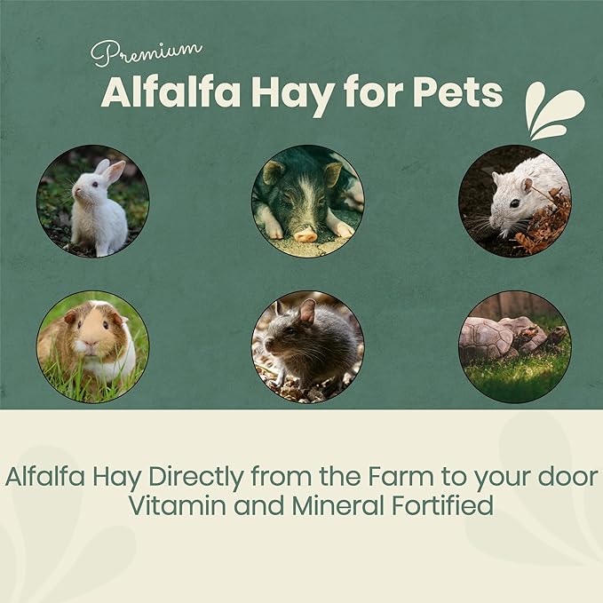 Fresh Alfalfa Hay 20Lbs by Bunny Honey - Natural Hay for Guinea Pigs, Rabbits, Hamsters, Hedgehogs, and More Small Animal Pets - Not Blended, Green Chopped & Delivered Fresh