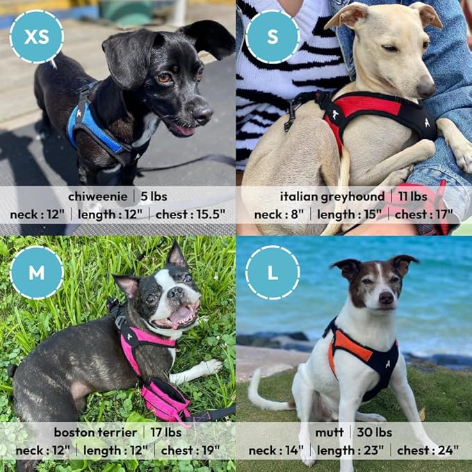 Gooby Escape Free Easy Fit Harness - Blue, Large - No Pull Step-in Patented Small Dog Harness with Quick Release Buckle - Perfect On The Go No Pull Harness for Small Dogs or Medium Dog Harness