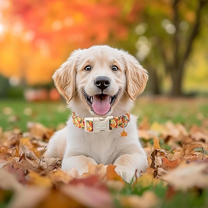 Fall Dog Collar Cute Autumn Leaves Puppy Collar - Light Comfortable Adjustable Pet Collars for Small Medium Large Girl Boy Dogs M