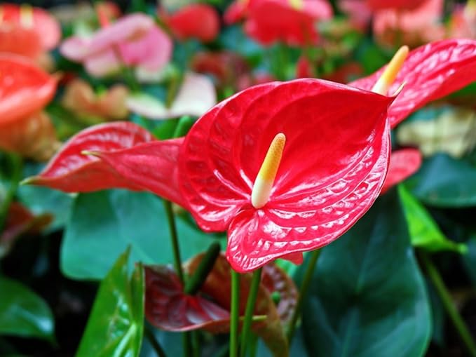 Gardenera Premium Anthurium Soil Mix - Perfect Blend for Thriving Anthurium Plants - 1 Quart