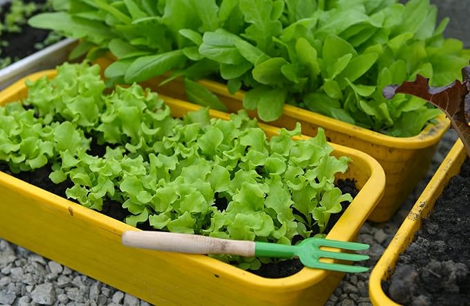 Gardenera Premium Potting Soil Blend for Lettuce Iceberg - The Ultimate Mix for Healthy, Vibrant, and Crisp Lettuce - 5 Quart