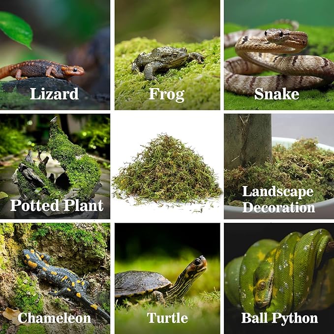 Sukh Sphagnum Moss for Reptiles -Terrarium Moss for Reptiles Peat Moss for Reptiles Habitat Bedding Moss for Snakes Turtle Frog Gecko and Other Reptiles Substrate (6.3, Ounces)
