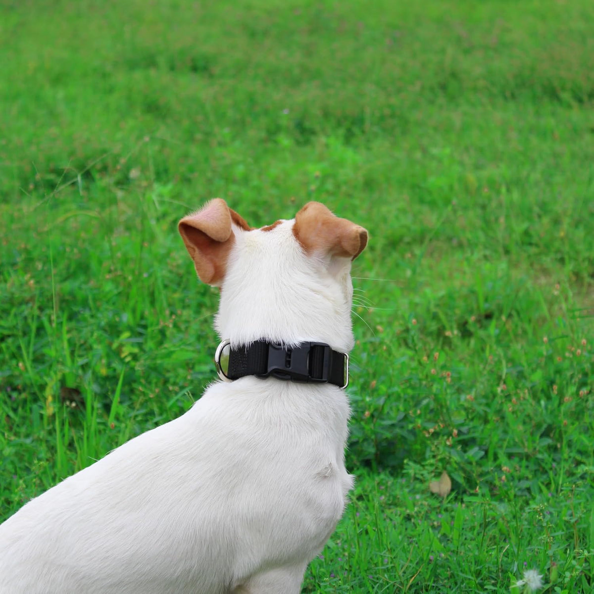 Mikivery Nylon Dog Collar with Quick Release Buckle Soft Adjustable Sturdy for Small Medium Large Dogs Black,M