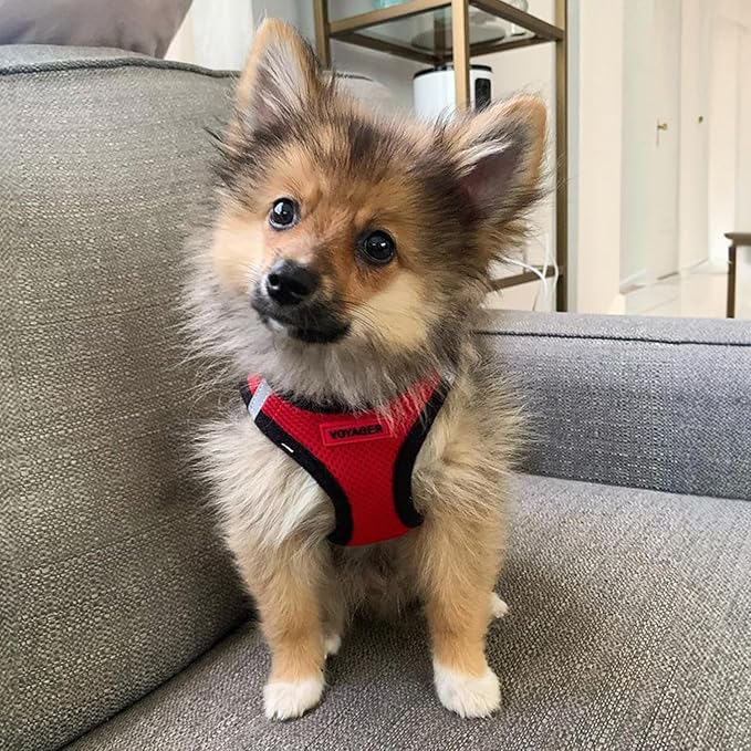 Best Pet Supplies Voyager Step-in Air Harness - All Weather Mesh, Reflective, No Pull Harness for Dogs, Cats - Secure with Hook & Loop Fastener, Buckle, Double D-Rings - Red/Black Trim, L