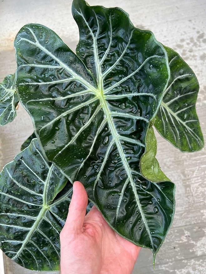 Gardenera Alocasia Potting Mix - Unlock Robust Growth and Striking Leaves with Our High-Performance Formula - 20 Quart
