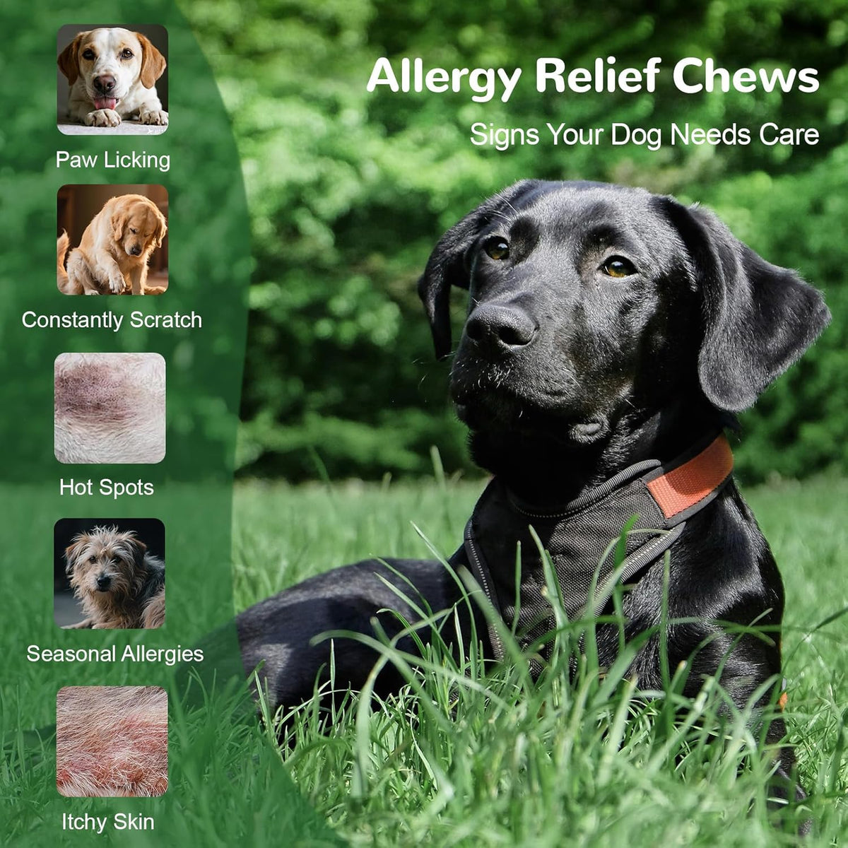 Dog Allergy Relief Chews, Dog Itch Relief Chews for Large Dogs Paw Licking Itchy Skin Seasonal Allergies, Probiotics with Astragalus Omega-3 for Coat Immune Supplement-150ct